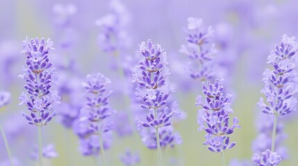 Obraz premium Lavender field in soft focus. Delicate purple flowers