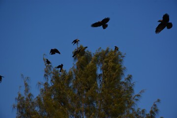 birds in the sky