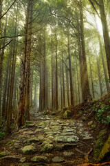 Stone path, hiking trail ,in the pine forest in the foggy morning.	