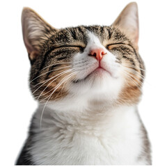 A close-up of a content cat with its eyes closed, showcasing a soft, fluffy coat and a serene expression.