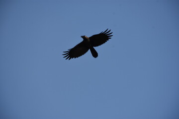 eagle in the sky