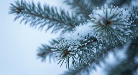 Snow dusted pine branch winter scene soft light. AI Generated