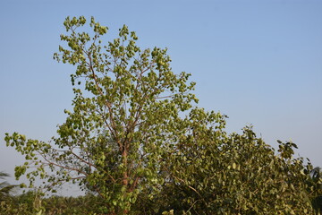 tree branches against blue sky