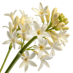  -a-delicate-bakul-flower-cluster--close-up-shot--a .png