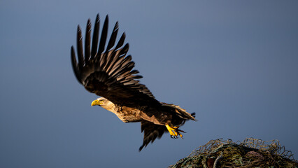 Obraz premium 背景がグレーのグラデーションで夕日を浴びて網の山から羽を大きく広げ飛び立つワシの姿。グレーの背景でワシは左側で左側を向いて飛び立つ姿のワイド構図です。