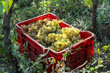 Freshly harvested white grapes in red crate between vineyard rows in Sicily