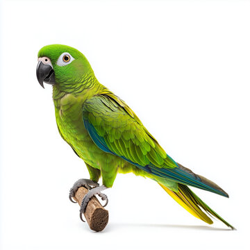 hahn's macaw parrot perched on a branch, isolated on white, vibrant green bird with blue and yellow accents, studio shot, pet photography