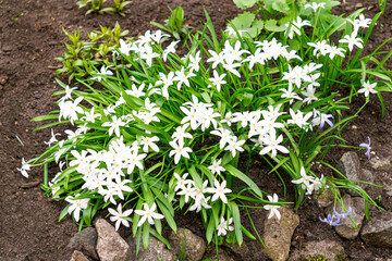 The first spring flowers of Chionodoxa with white flowers.