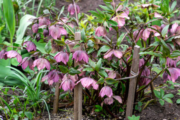A bush of the first burgundy-pink hellebore flowers in early spring.