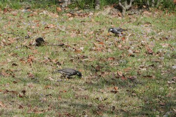 地面に降り立ったムクドリ