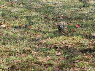 地面に降り立ったムクドリ