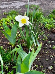 Obraz premium white flowers in the garden