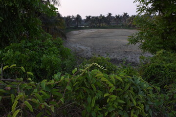 the river in the forest