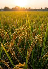 Naklejka premium Golden Rice Field at Sunrise