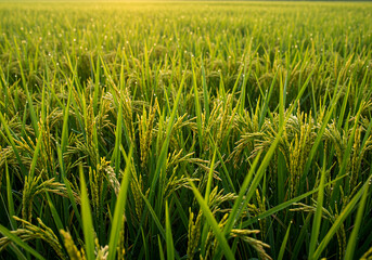 Fototapeta premium Golden Rice Field at Sunrise