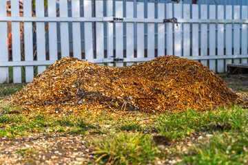 Pile of sawdust after processing branches after pruning trees. Using a chipper to chop branches