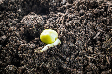Pea seeds germinating in the ground close-up. Embryonic roots and leaves. Beginning of the...