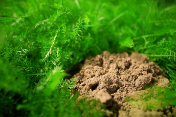 Fresh mole hill of dirt in green meadow
