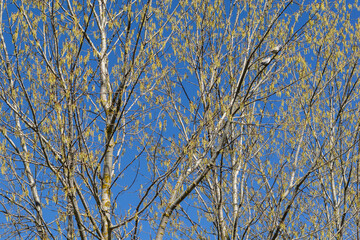 Obraz premium Canadian black poplars in spring with dangling catkins and a pair of collared doves perched among their branches. Populus canadensis. Streptopelia decaocto.