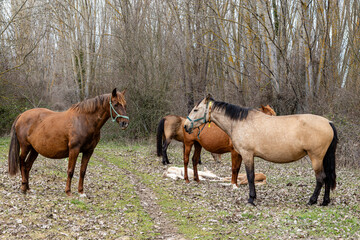 Obraz premium Mares with their foals lying in the grass in the forest. Horses. Livestock.