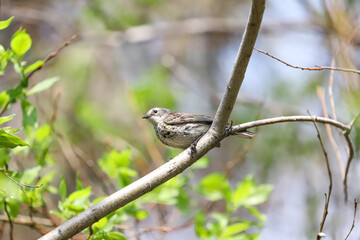 Warbling vireo perched on small branch surrounded by green foliage in Banff National Park, Alberta, Canada
