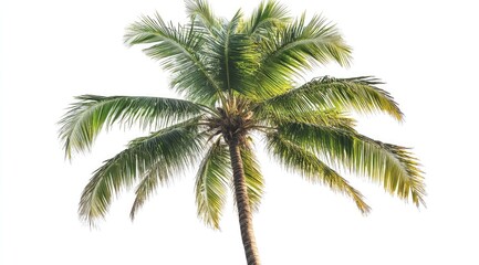 Lush tropical coconut palm tree against a plain white background.  Full shot of the vibrant green fronds reaching upwards.  Healthy and vibrant