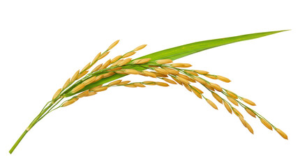 Isolated Rice Stalk