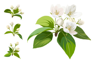 White Apple flowers and green leaves isolated on a white background. Spring collection. Decorative style.  
