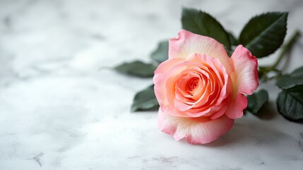 A single pink rose is sitting on a marble countertop