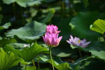 Blooming lotus flowers in the park