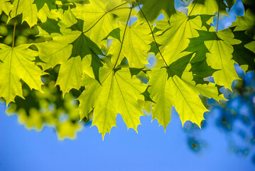 Green nature background with maple leaves

