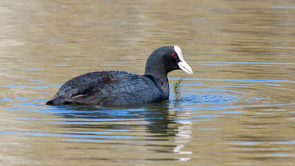 black headed goose