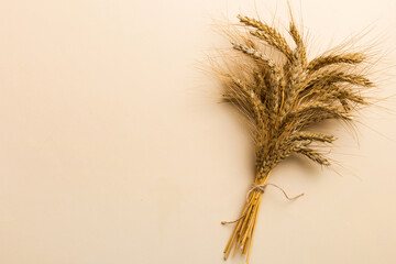 Sheaf of wheat ears close up and seeds on colored background. Natural cereal plant, harvest time...
