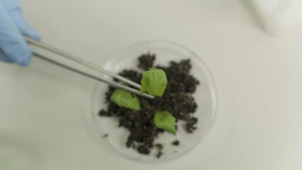 In the laboratory, an assistant carefully uses tweezers to process plant tissues