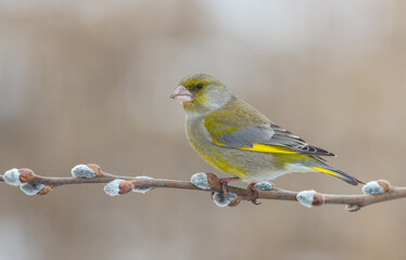 Fototapeta premium European Greenfinch in spring at a wetland