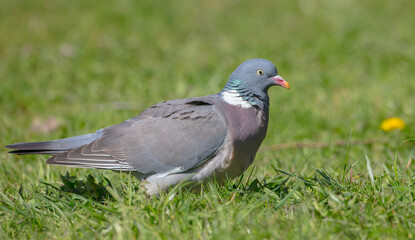 Common wood pigeon - in a city park in spring 
