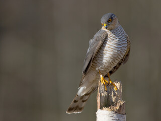 Eurasian Sparrowhawk - adult male at the wet forest in spring