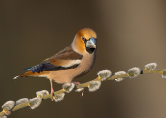 The hawfinch - male in spring at a wet forest
