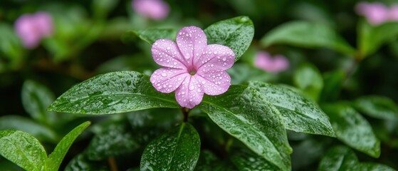 Captivating light purple flower with water droplets on petals amidst lush green foliage in a natural garden setting close up