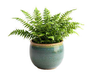 Vibrant green fern plant in a decorative pot, perfect for indoor decor or gardening enthusiasts. isolated on a transparent or white background