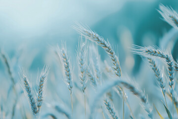 Fototapeta premium Beautiful nature background with close up of Ears of ripe wheat on Cereal field, place for text close up, fame. Agriculture farm and farming concept, banner 