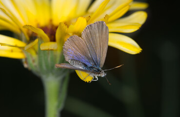 Close up of Common grass blue butterfly