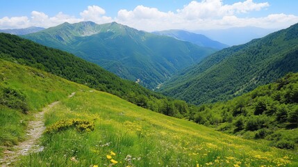 Naklejka premium Mountain meadow trail, scenic valley, wildflowers, summer hike