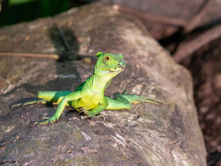 Stirnlappenbasilisk frontal