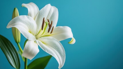 Fototapeta premium A stunning white lily stands out against a bright blue backdrop. Its petals are delicately shaped, emphasizing the intricate beauty of the flower