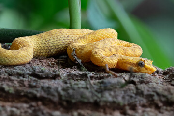 Gelbe Greifschwanz-Palmlanzenotter auf einem Ast