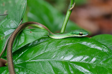 Portrait einer Peitschennatter (leptophis ahaetulla)