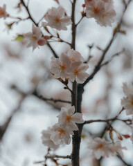 Spring landscape with blooming sakura in soft focus. Beautiful petals. Bright pink flowers on tree branches. Spring park. The beauty of nature and the awakening of life.