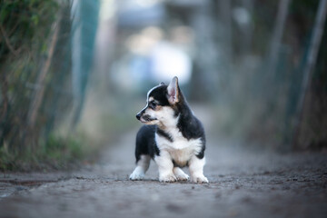 Little Corgi Puppies