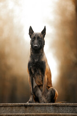 Naklejka premium Shepherds in the autumn park